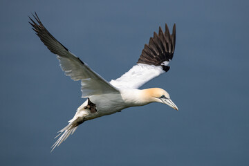 Northern Gannet in flight_ Morus bassanus
