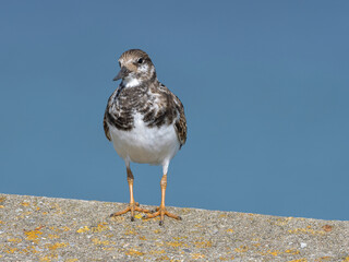 Turnstone