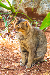 Beautiful cute cat with green eyes in tropical jungle Mexico.