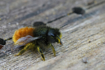 Closeup of a female European horned mason bee, Osmia cornuta, sitting on the ground in the garden