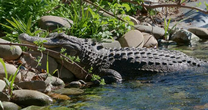 Alligator sunning next to a river