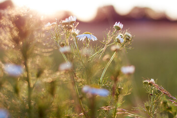 Fototapeta premium Kamille im Gegenlicht aus dem Garten 