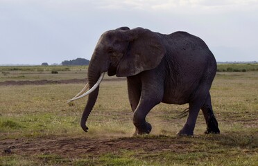 Naklejka na ściany i meble African elephant in savanna