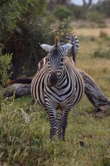 zebra in savanna 