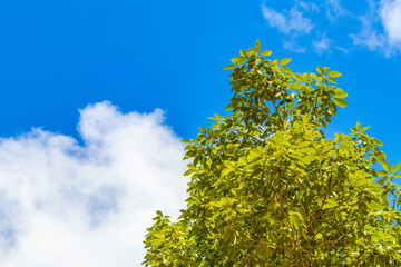 Tropical plants at natural jungle forest Playa del Carmen Mexico.