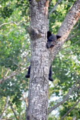 black bear cub