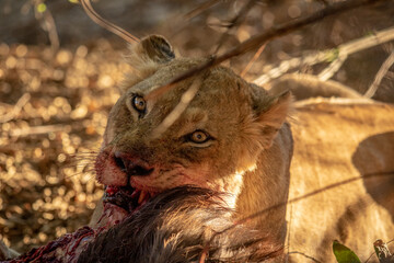 Close up of Lions feeding on a carcass.