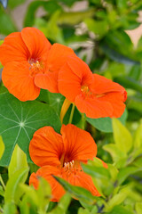 closeup the bunch orange nasturtium flowers with vine and green leaves in the garden over out of focus green brown background.