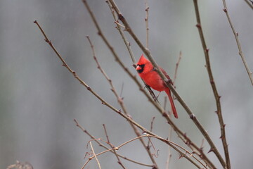 A male northern cardinal rests on thorny branches on a winter afternoon in New York