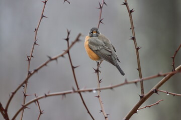 Eye contact with an American robin in wintertime