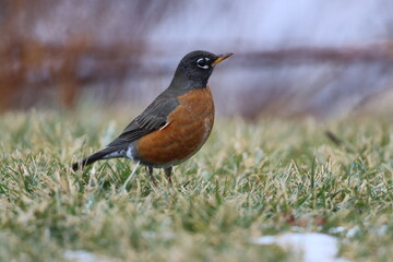 Fototapeta premium An American robin returning to New York at the end of winter