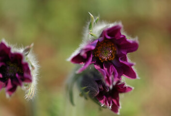 Flowering Pasque Flower Pulsatilla Vulgaris in spring