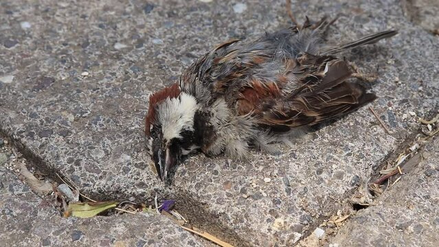 dead sparrow bird on the road, rufous collared sparrow or Andean sparrow (Zonotrichia capensis) 