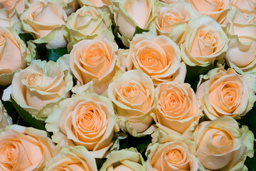 Roses cut in a bouquet. Lots of luxury gift flowers.