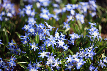 Flowering Scilla Squill in a garden