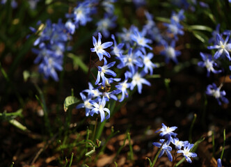 Flowering Scilla Squill in a garden