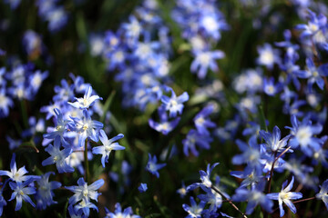 Flowering Scilla Squill in a garden