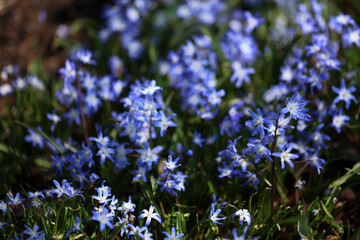 Flowering Scilla Squill in a garden