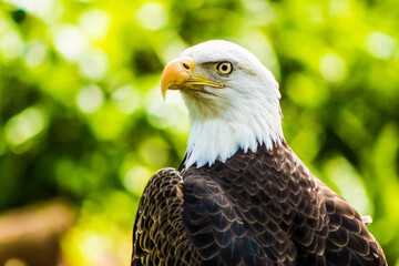 american bald eagle on a fence