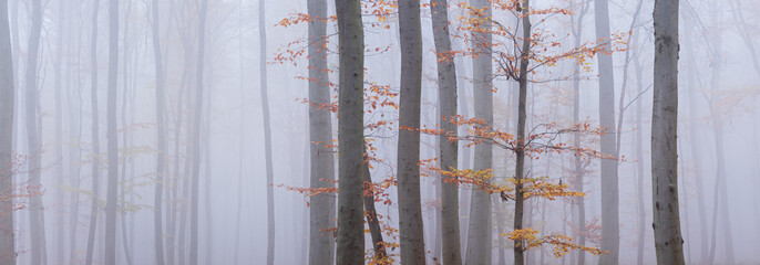 Minimalistic Panoramic Background of Foggy Forest in Autumn