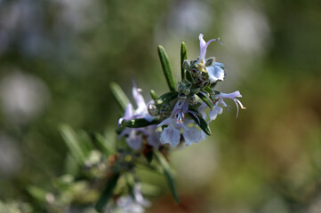Blooming rosemary in the garden