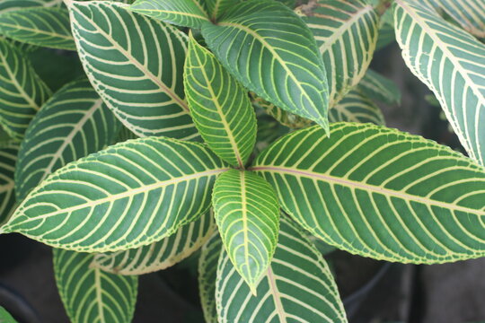 Closeup view of sanchezia leaves, beautiful ornamental plant for garden or houseplant