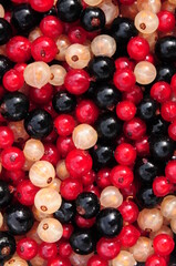 Johannisbeeren