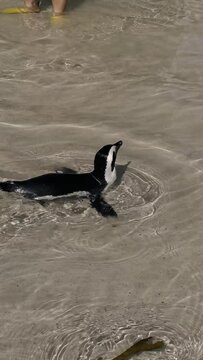 Penguins on the beach