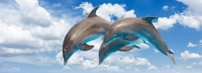three jumping dolphins © neirfy