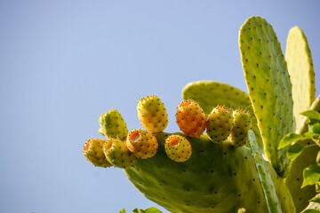 wild colours for wild fruits