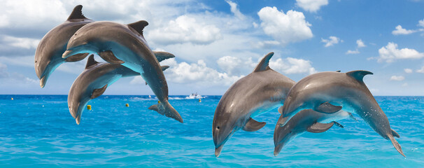three jumping dolphins - obrazy, fototapety, plakaty