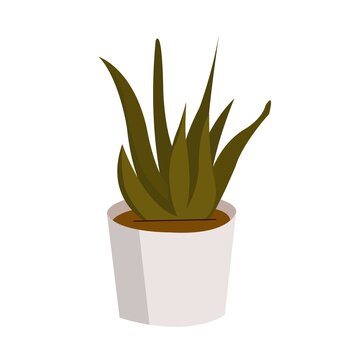plant in pot green lifestyle health alloe 