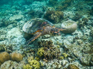 Naklejka na ściany i meble sea turtle swimming under the tropical sea
