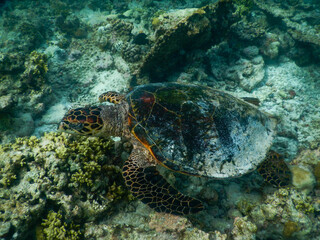 sea turtle swimming under the tropical sea