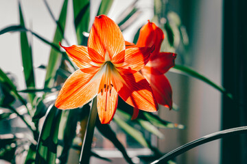 vibrant orange double amaryllis flower with beautiful sun lit petals and green leafy background 