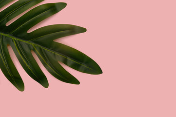 Green palm leaf on a pink background. With place for text.