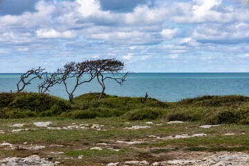 Fototapeta na wymiar Mediterranean scrub on the Adriatic sea. Typical vegetation of the Mediterranean maquis on the Apulian coast. Peschici, Puglia (Apulia), Italy, Europe
