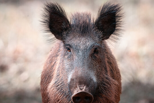 Jabal&iacute; mirando de frente
 
