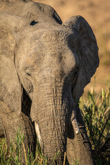 Close up of an African Elephant.