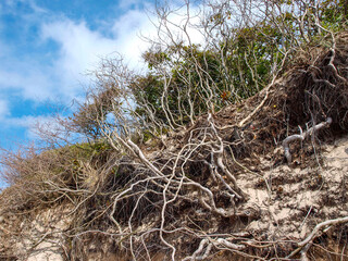 Die Küste auf der Halbinsel Darss an der Ostsee in Meck-Pomm
