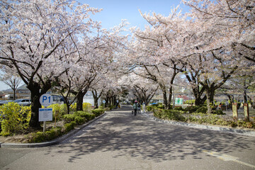 cherry blossom cherry tree spring walk