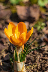 crocus giallo in fiore