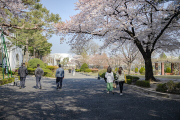 cherry blossom cherry tree spring walk