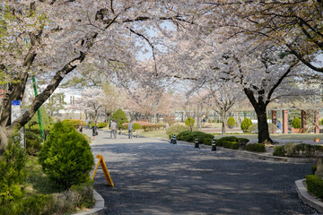 cherry blossom cherry tree spring walk