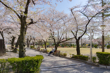 cherry blossom cherry tree spring walk