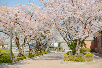 cherry blossom cherry tree spring walk
