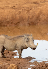 Warthog, Addo Elephant National Park
