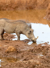 Warthog, Addo Elephant National Park