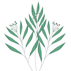 Tropical twigs with narrow leaves and flowers on a white background. Vector leaves for decoration. exotic plant