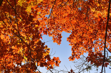 Colorful leaves in autumn with a blue sky in the background.